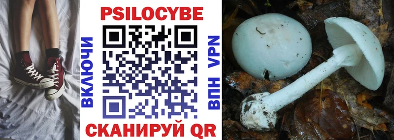 магазин продажи наркотиков Чердынь Галлюциногенные грибы Psilocybe